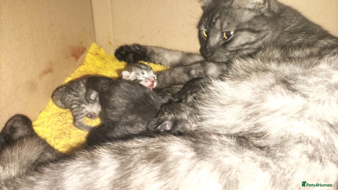 Domestic Shorthair cats for sale: Kittens for Sale - Image 6