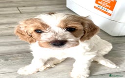 Cockapoo dogs for sale: Cockapoo puppies  - Image 2