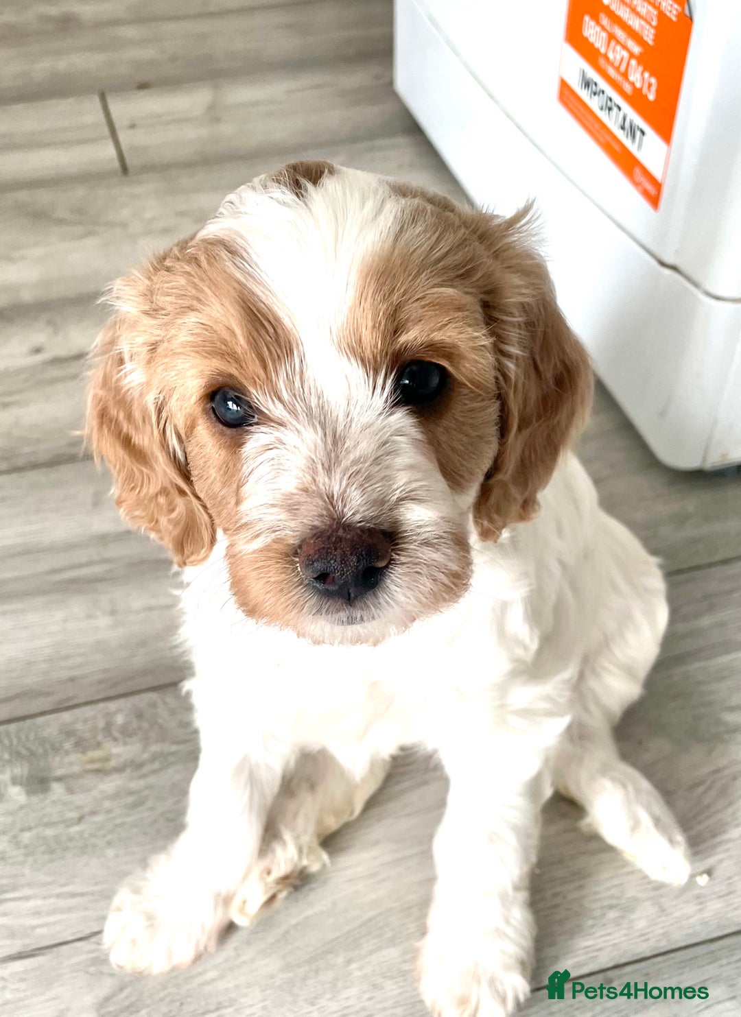 Cockapoo dogs for sale: Cockapoo puppies  - Image 2