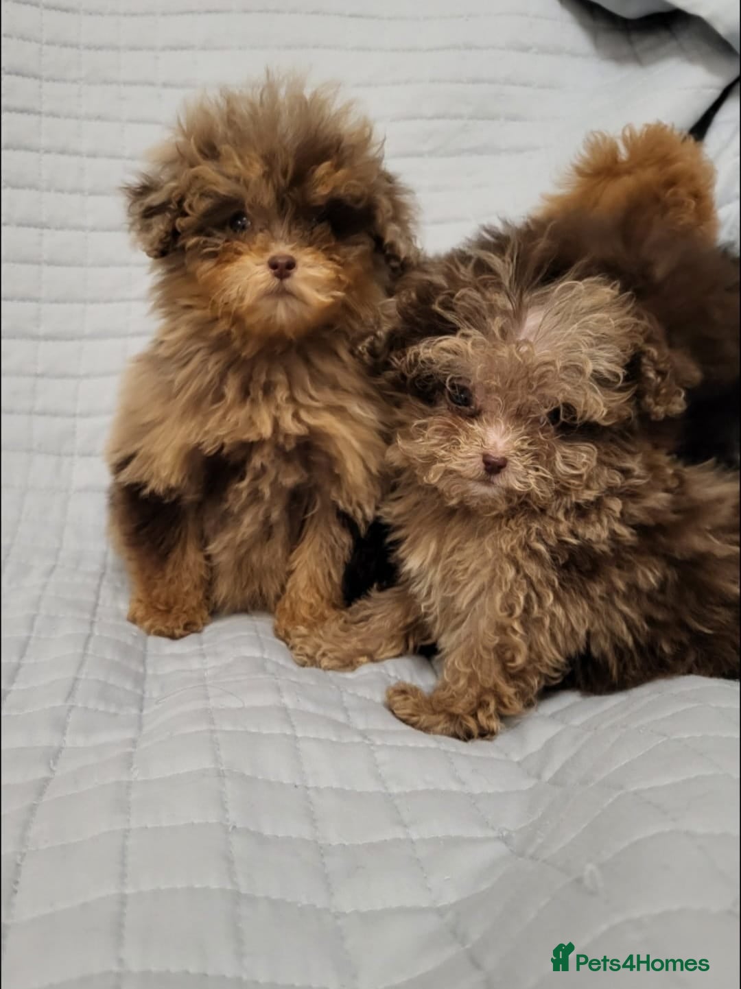 Toy Poodle dogs Asian toy poodles  - Advert 2