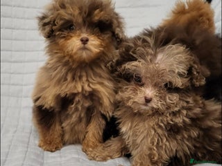 Toy Poodle dogs Small toy poodles - Advert 6