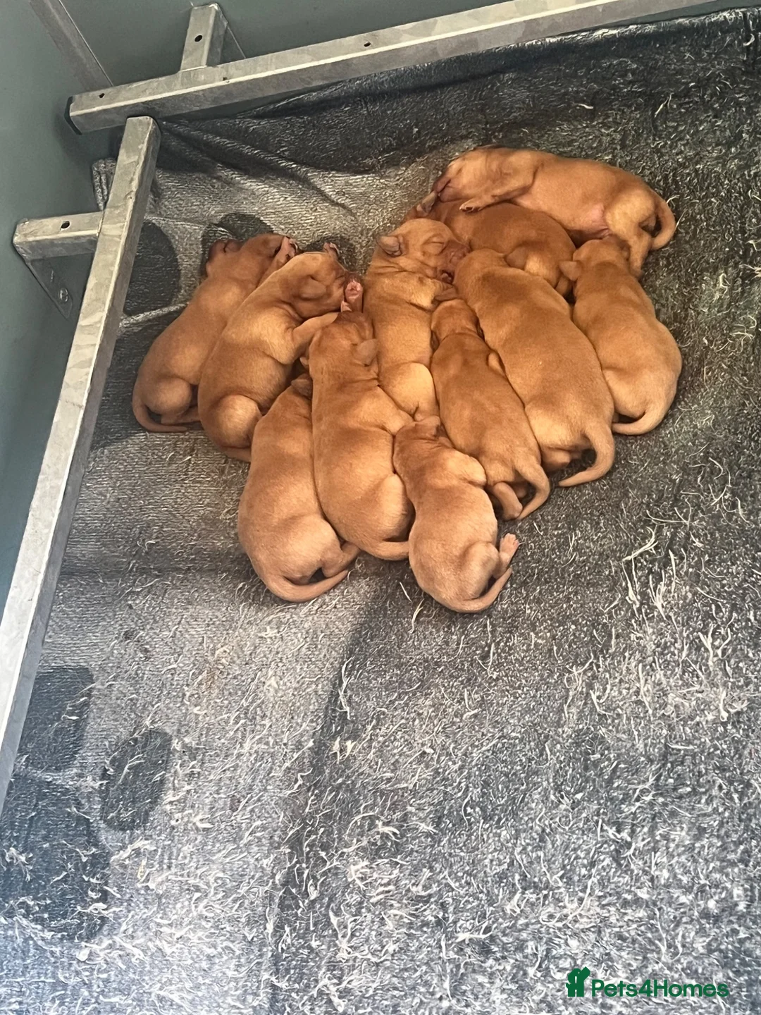 Labrador Retriever dogs for sale: DARK FOX RED KC LAB PUPS HEALTH TESTED 5* BREEDER - Advert 1