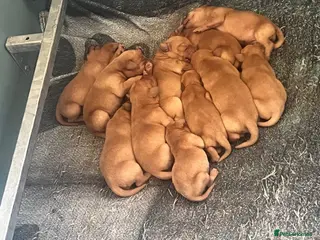 Labrador Retriever dogs DARK FOX RED KC LAB PUPS HEALTH TESTED 5* BREEDER - Advert 2