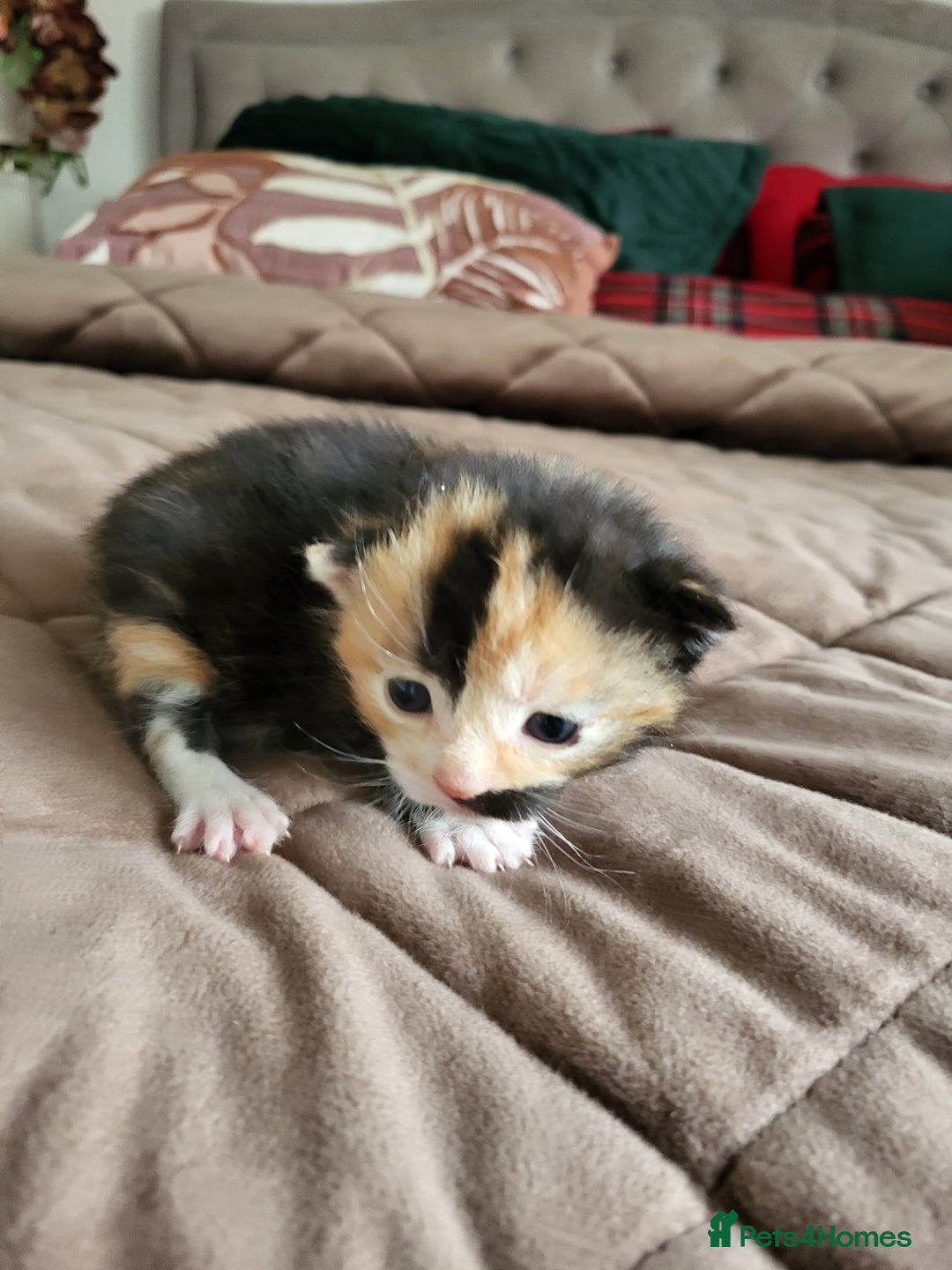 Mixed Breed cats for sale: 3 adorable kittens are looking for loving homes  - Advert 7