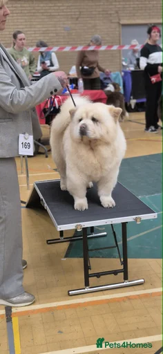 Gallery Image {{count}}