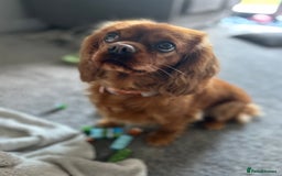 Cavalier King Charles Spaniel dogs for sale: 3 year old Cavalier King Charles  - Image 2