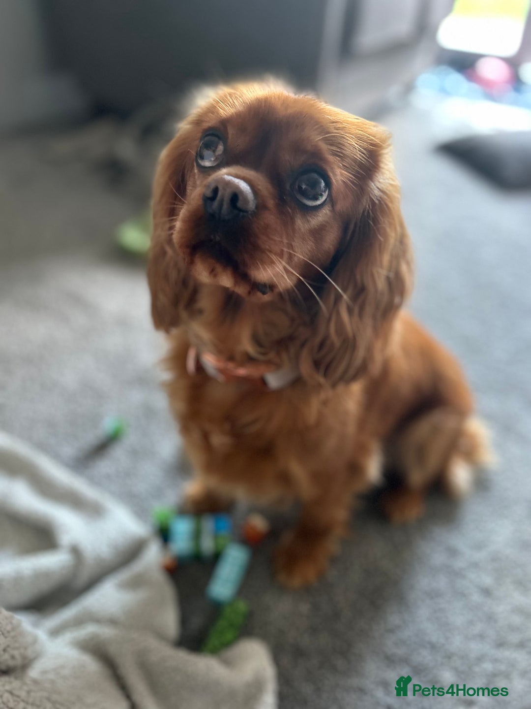 Cavalier King Charles Spaniel dogs for sale: 3 year old Cavalier King Charles  - Image 2