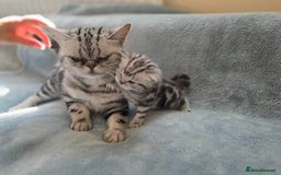 British Shorthair cats for sale: Silver Tabby kitten with his mother  - Image 6