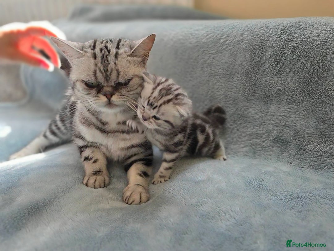 British Shorthair cats for sale: Silver Tabby kitten with his mother  - Image 6