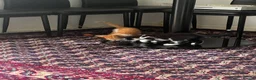 Mixed Breed cats for sale: Beautiful 3 month old tuxedo - Advert 16