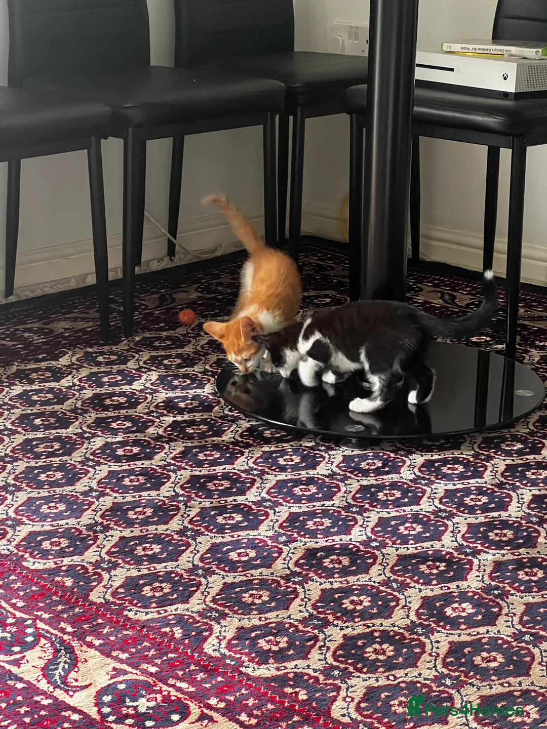 Mixed Breed cats for sale: Beautiful 3 month old tuxedo - Advert 16