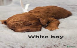 Cavapoo dogs for sale:  🐕Ruby Cavapoo Toy F1bb 🧸DNA tested🧸 - Image 5