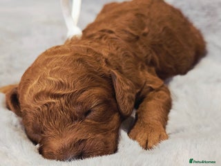Cavapoo dogs - Advert 1