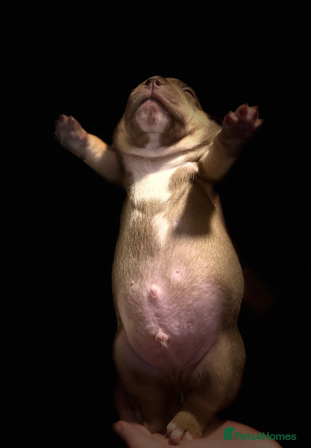 American Bully dogs for sale: Pocket Bully Litter - Image 9