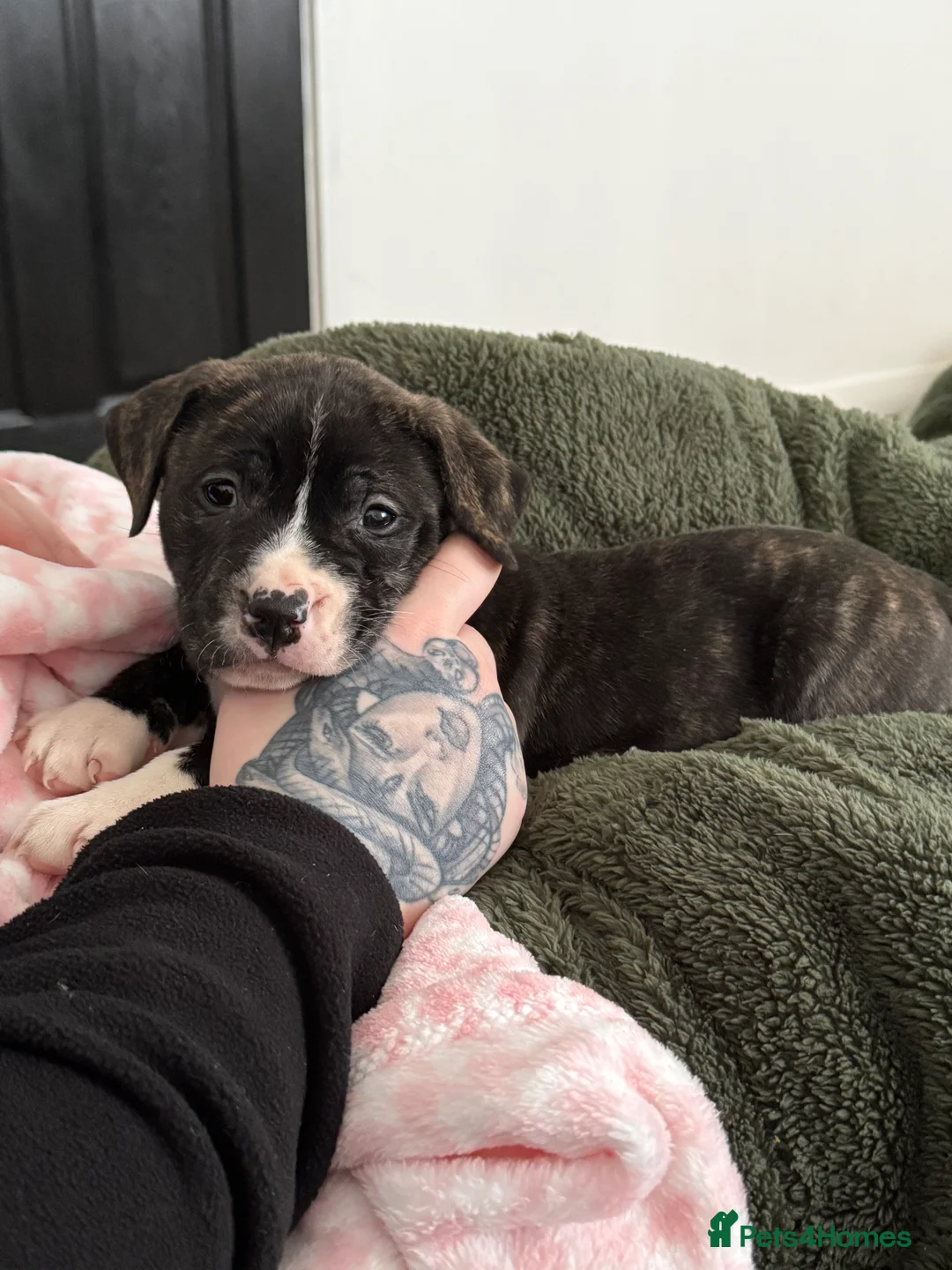 Staffordshire Bull Terrier dogs for sale: One brindle Female pup in Stoke-on-Trent - Advert 2