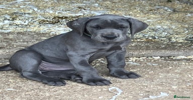 Great Dane dogs - Advert 5