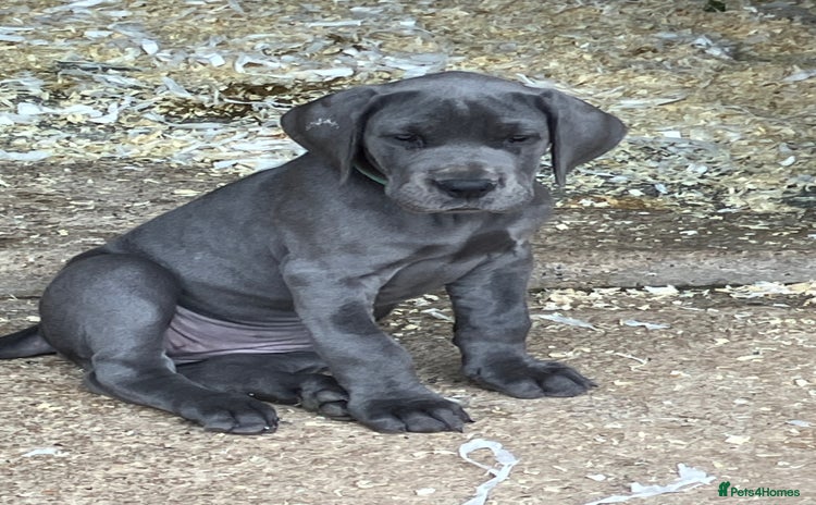 Great Dane dogs - Advert 2