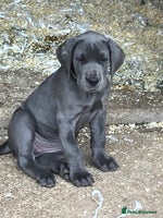 Great Dane dogs - Advert 1