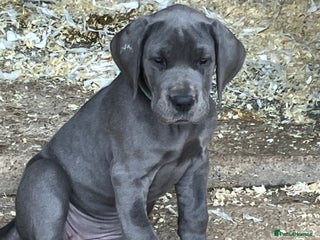 Great Dane dogs - Advert 13