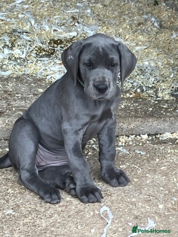 Great Dane dogs - Advert 2