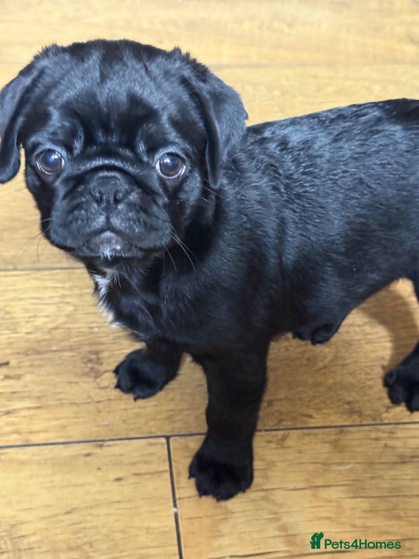 Pug dogs for sale: Last boy left  - Advert 1
