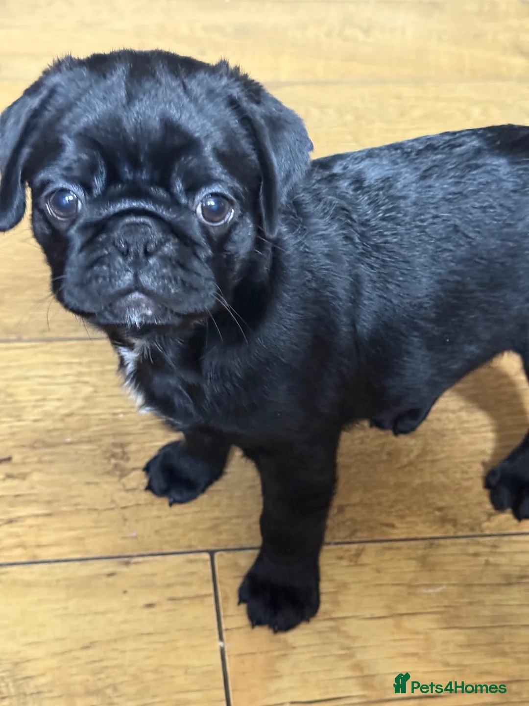 Pug dogs for sale: Last boy left  - Advert 1
