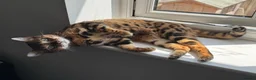 Bengal cats for sale: 2 Bengal Cats *stunning colours* - Advert 4