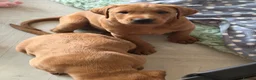 Labrador Retriever dogs for sale: Duel purpose Labrador  - Advert 28