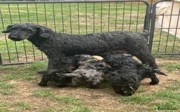 Miniature Poodle dogs for sale: Miniature Poodle Puppies  - Image 35