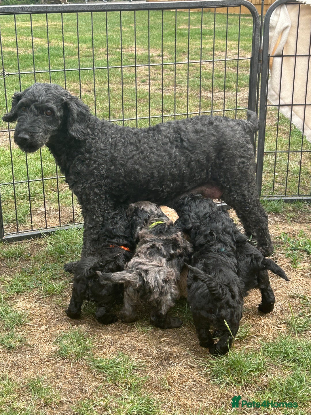 Miniature Poodle dogs for sale: Miniature Poodle Puppies  - Image 35