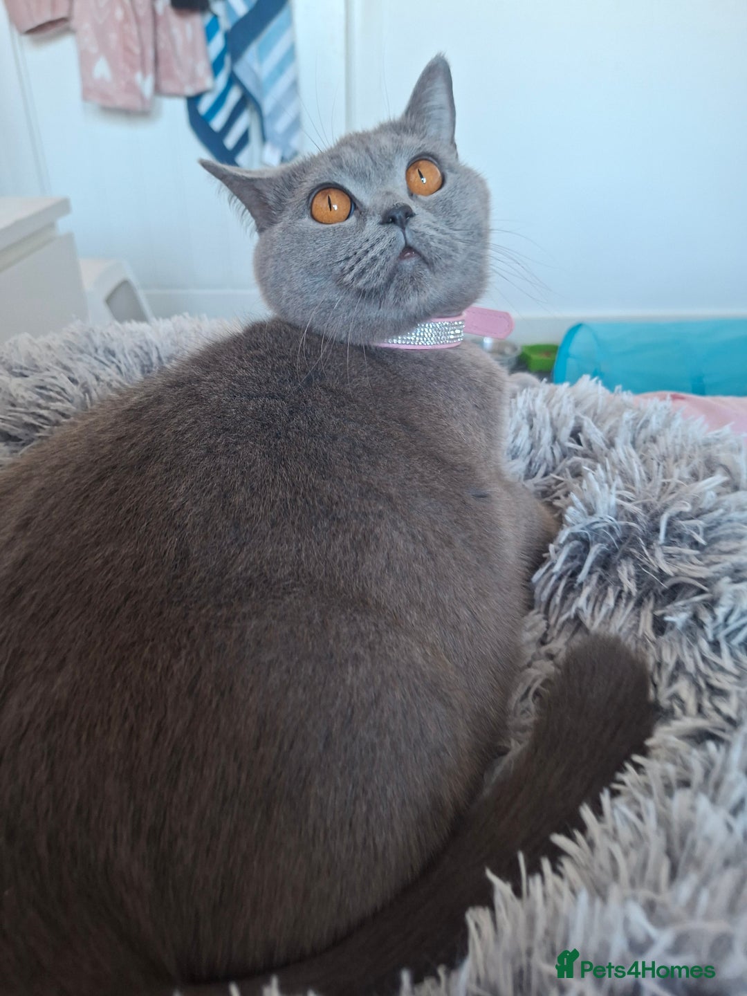 British Shorthair cats for sale: GCCF registered BSH kittens  - Advert 3