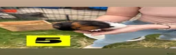 Guinea Pig rodents for sale: Male and female baby guinea pigs  - Advert 9