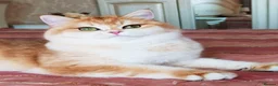 British Shorthair cats for sale: Active queens to pet hobby breeder ONLY  - Advert 3