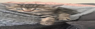 Mixed Breed Kitten 1