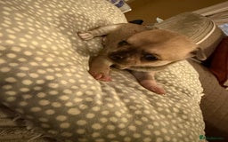 Chihuahua dogs for sale: Brother and sister Chihuahua - Advert 3