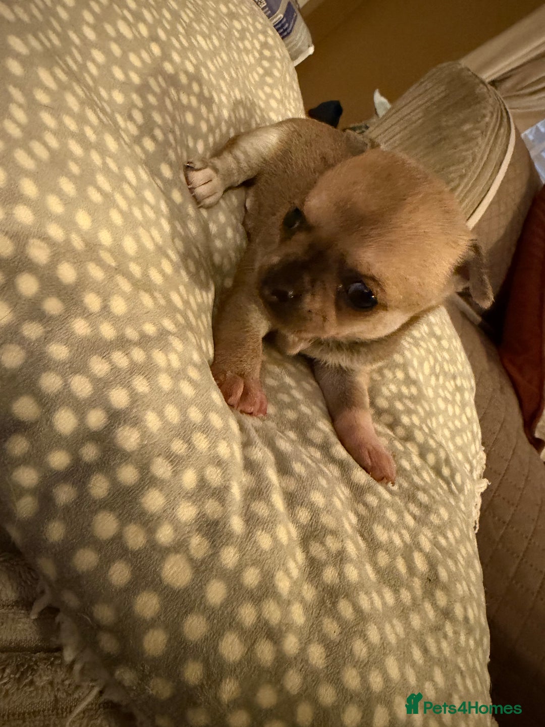 Chihuahua dogs for sale: Brother and sister Chihuahua - Advert 3