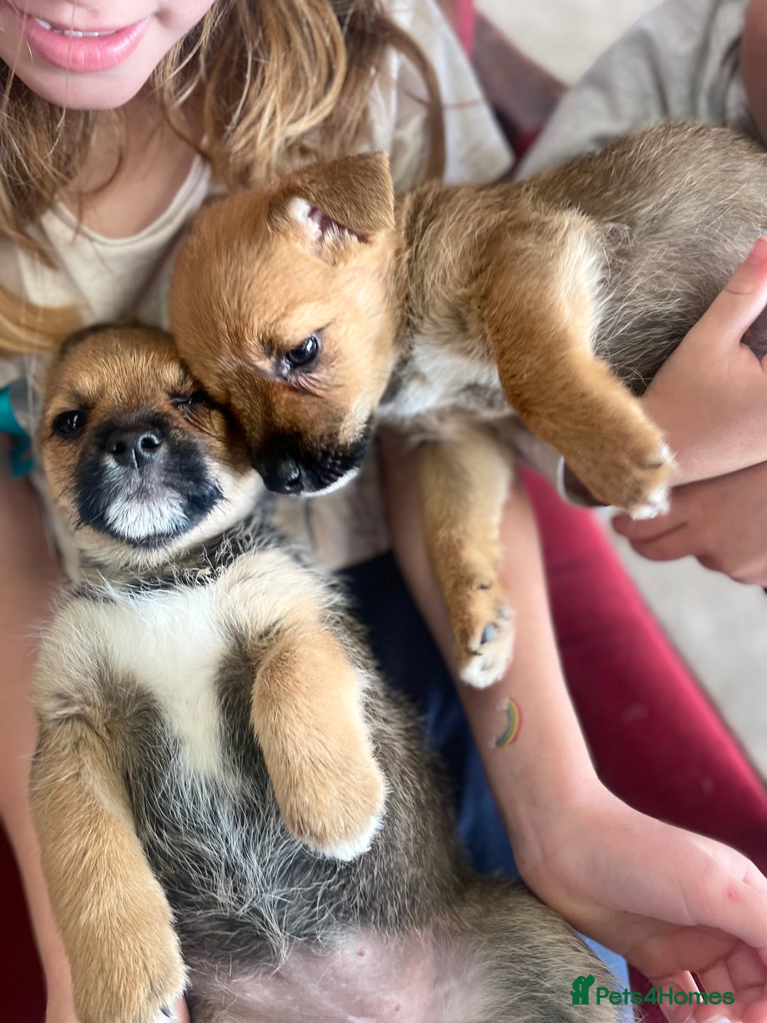 Mixed Breed dogs for sale: Corrier (Corgi X Border Terrier)  - Image 12