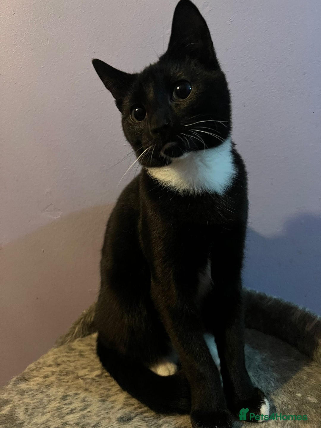 Mixed Breed cats for adoption: Bonded pair of kittens deserve a chance - Advert 2