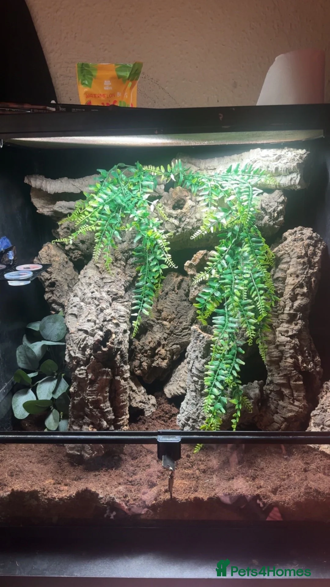 Gecko reptiles for sale: Crested geckos - Advert 1