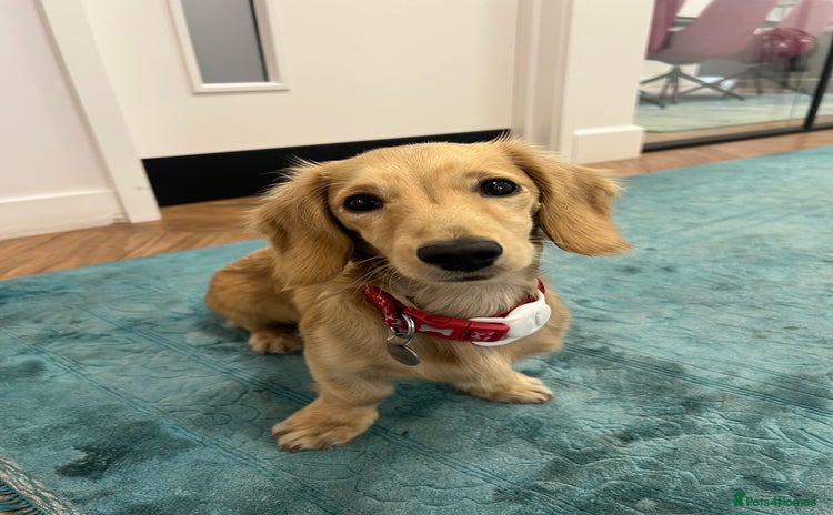 Miniature Dachshund dogs - Advert 4