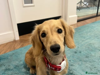 Miniature Dachshund dogs - Advert 28