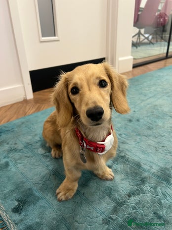 Miniature Dachshund dogs - Advert 3