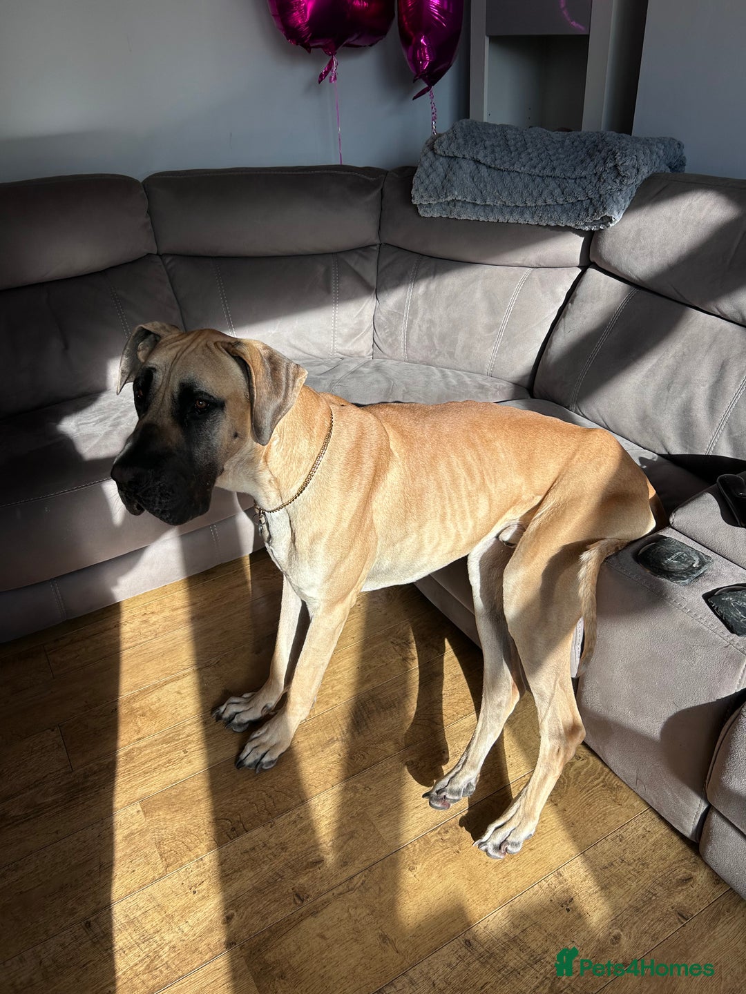 Great Dane dogs for stud: Great Dane to stud in Preston - Advert 6