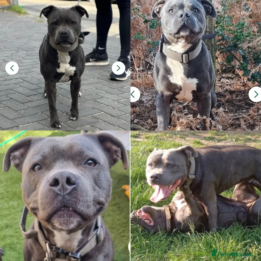Staffordshire Bull Terrier dogs for sale: KC Blue staffy pups - Advert 2