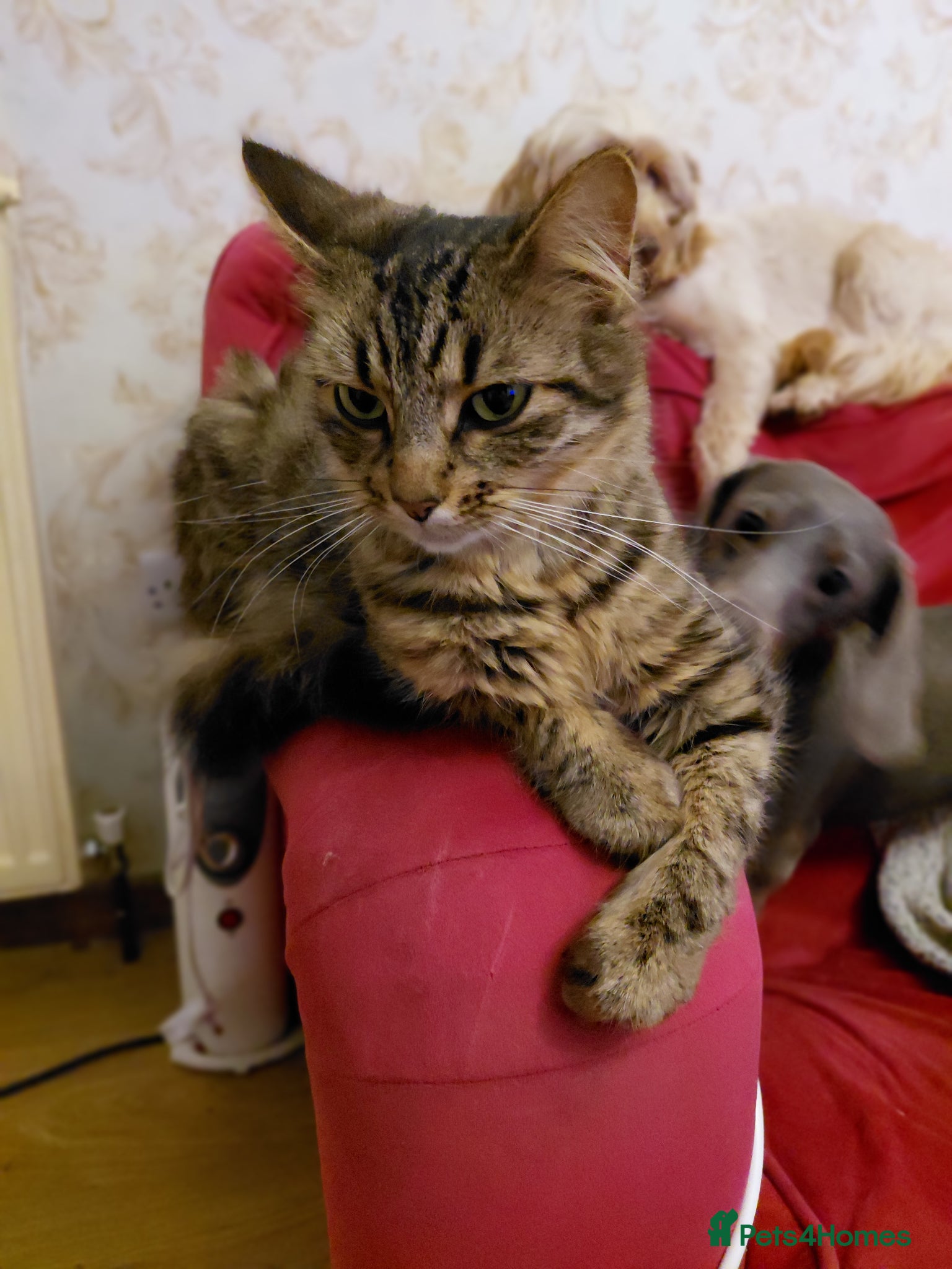 Mixed Breed cats 2 fluffy kittens - Advert 2