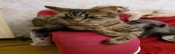 Mixed Breed cats for sale: 2 fluffy kittens - Advert 1