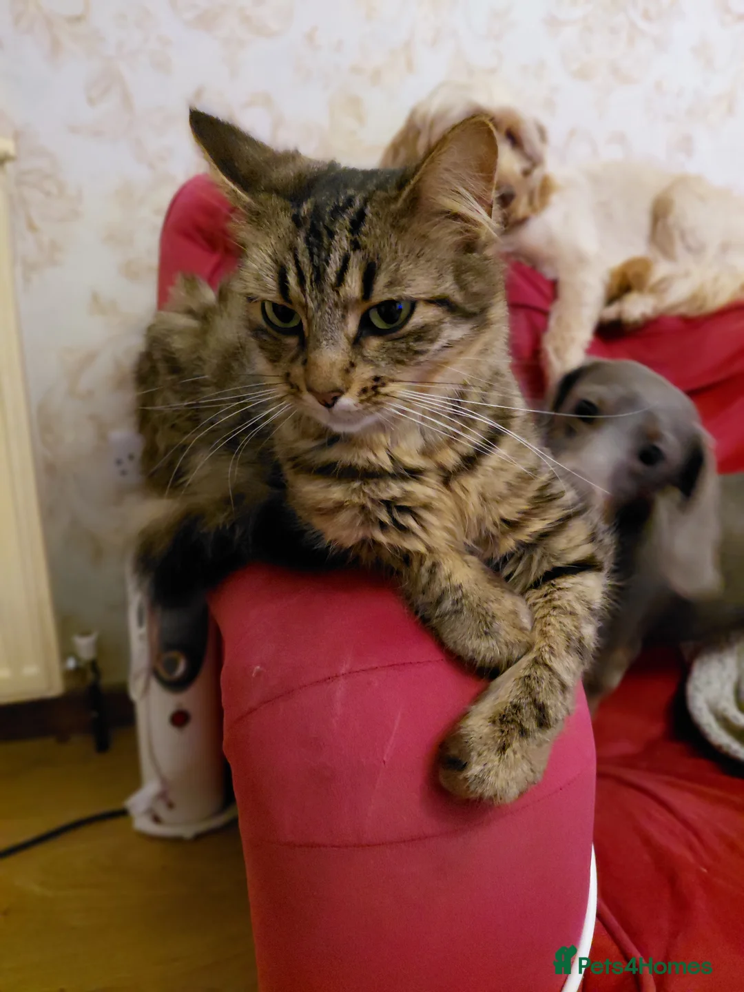 Mixed Breed cats for sale: 2 fluffy kittens - Advert 1