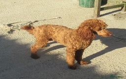 Labradoodle dogs for sale: F1b MINIATURE LABRADOODLES. 5* LICENCED BREEDER. - Image 9