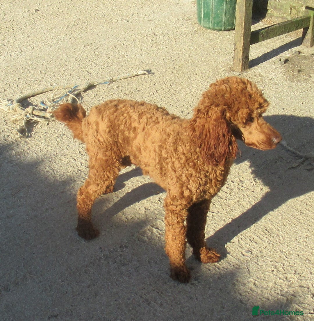 Labradoodle dogs for sale: F1b MINIATURE LABRADOODLES. 5* LICENCED BREEDER. - Image 9