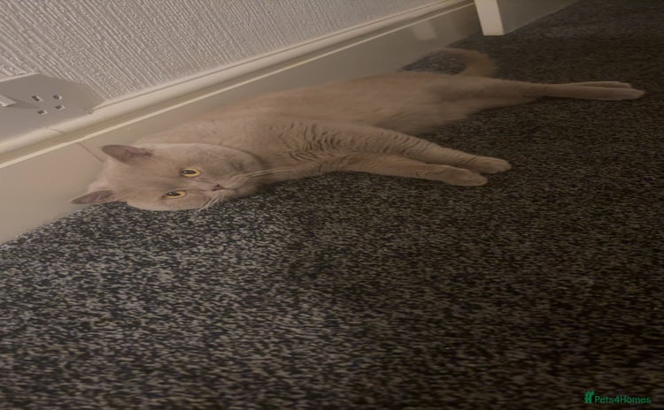 British Shorthair cats - Advert 3